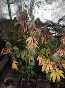 Terp & Tonic - картинка 4