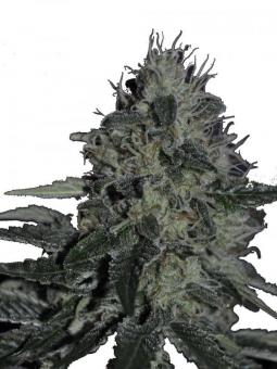 Allkush - картинка 1