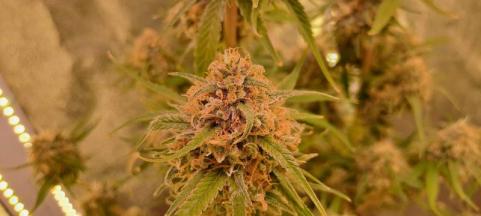 DC Kush - картинка 4