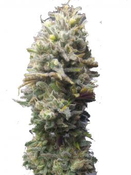 Delicious Candy Auto  - картинка 1