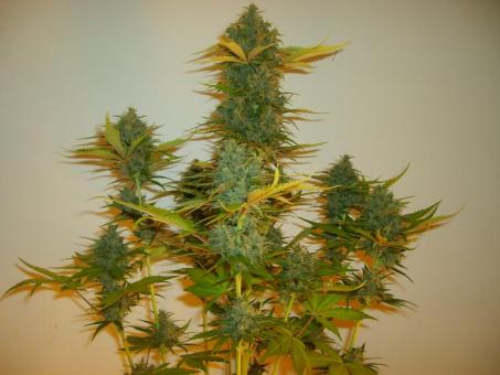 C4 Auto - картинка 5