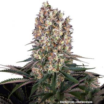 Blueberry OG - картинка 1
