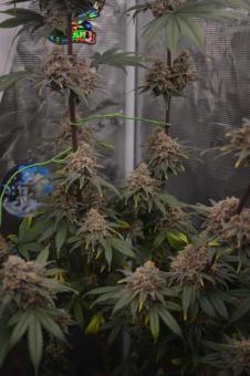 Golden Apple Haze - картинка 2