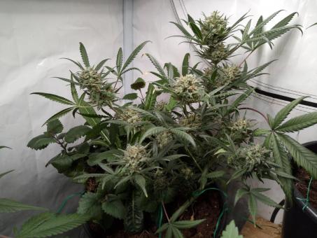 Jealousy Z XL Auto - картинка 2