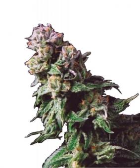 Purple Urkle - картинка 8