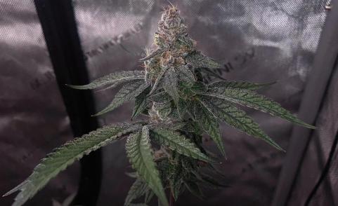 Auto Purple - картинка 3