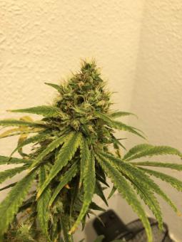 White Berry - картинка 3