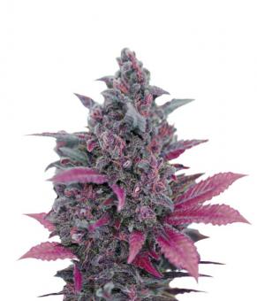 Dark Devil Auto - картинка 1