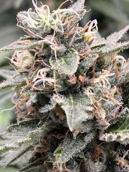 Ice Cream Haze - картинка 3