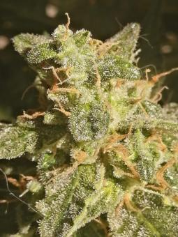 Auto Lennon - картинка 3