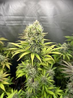 Gorilla Cookies FF - картинка 5