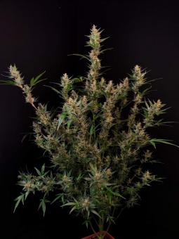 Auto-Bomb - картинка 2