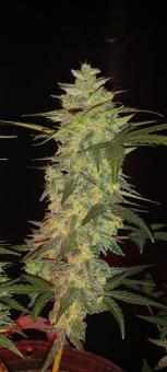 Original Auto AK - картинка 4