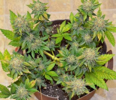 Californian Gold - картинка 5