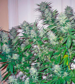 Great White Shark - картинка 1