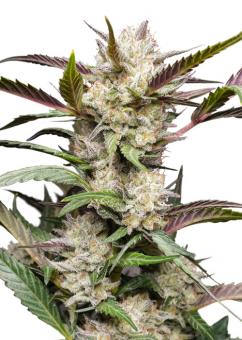 Auto Mimosa Punch - картинка 4