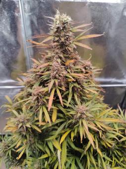 Mimosa Cake Auto - картинка 4