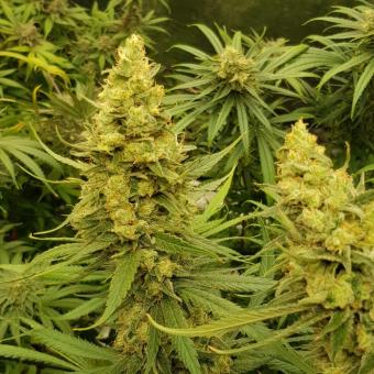 Banana Krumble - картинка 5