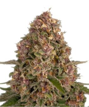 Pink Kush - картинка 1