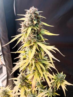 Wedding Glue Auto - картинка 2