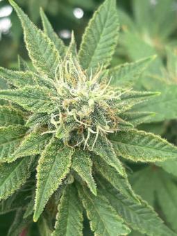 Bubble Kush - картинка 5