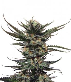 Auto Shark - картинка 1