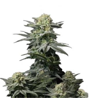 GG4 Sherbet FF - картинка 5