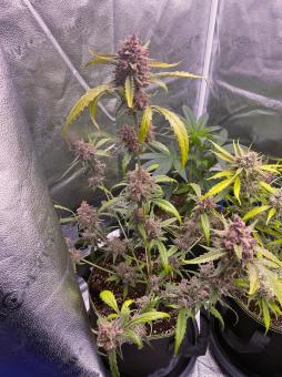 Red Gorilla Girl XL Auto - картинка 3