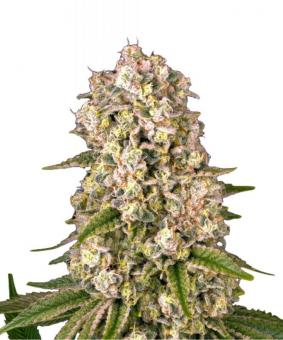 Tropicanna Banana - картинка 1