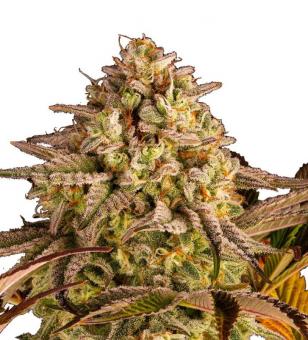 Blue Sunset Sherbert - картинка 1