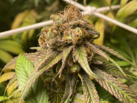 Holy Snow - картинка 5