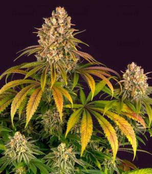 Lemon Tree - картинка 1