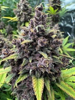 Banana Purple Punch Auto - картинка 5