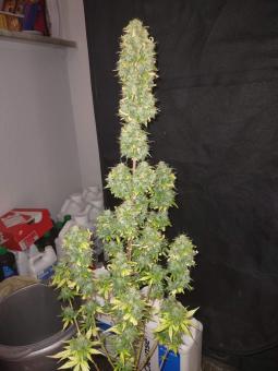 Auto Do-Si-Dos - картинка 3