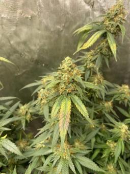 Rucu Cucu OG Auto - картинка 1