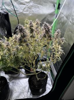 Green Papaya - картинка 3