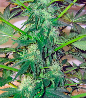 Great White Shark - картинка 4