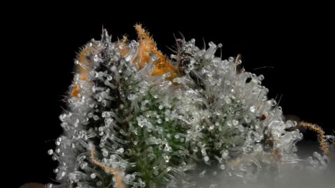 Strawberry Cookies - картинка 5