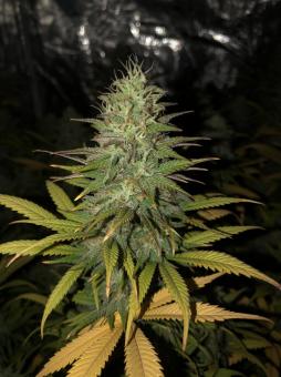 Black Jack - картинка 4