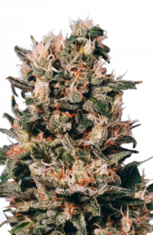 Euforia - картинка 1