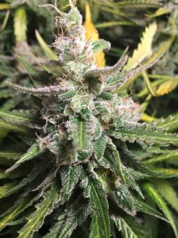 Green Poison - картинка 1