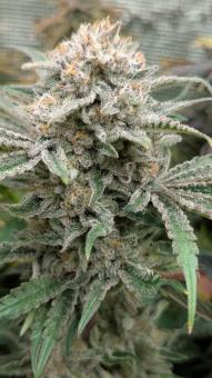 Orange Bud 2.0 - картинка 2