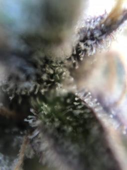 Mimosa Cake Auto - картинка 8