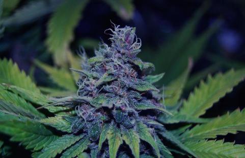 Sweet Purple - картинка 1