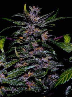 Crystal Meth Auto - картинка 8