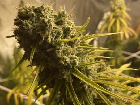 Holy Snow - картинка 4