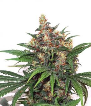 Master Kush Auto - картинка 8