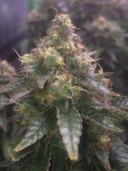 Anesthesia - картинка 2