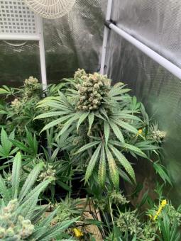 Sour Diesel - картинка 3