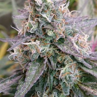 Eleven Roses - картинка 2